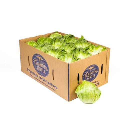 Iceberg Lettuce
